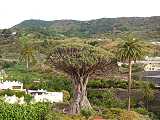 Drago Milenario,Icod de los Vinos,Tenerife,Kanrsk ostrovy